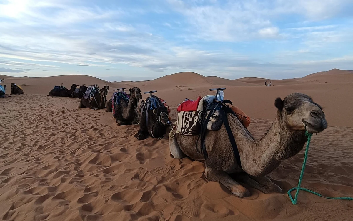 Saddled camels resting on the sand at the foot of the dunes before a ride