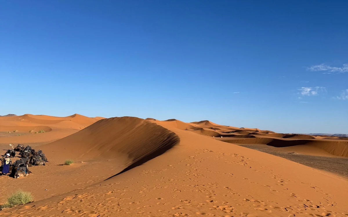 Camels resting beside a long dune ridge under a blue sky