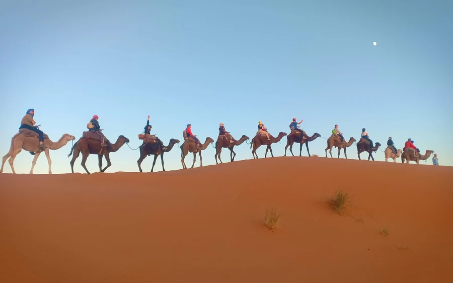 A line of camels and riders along a dune crest in pale morning light