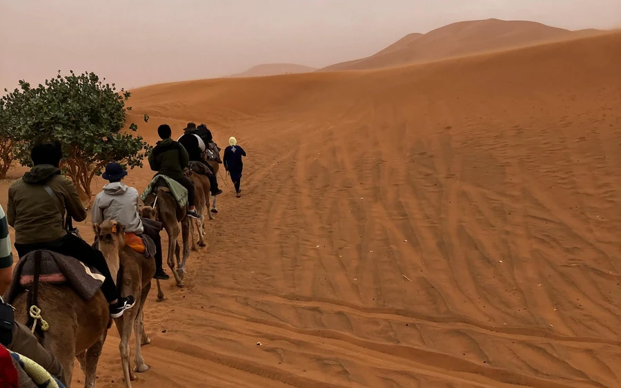 A camel train seen from the saddle, climbing a dune